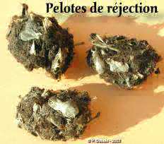 Rapaces nocturnes. Pelotes.