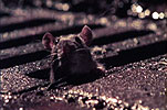 Le rat brun ou rat d'égout. Egout.