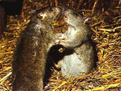 Le rat brun ou rat d'égout.