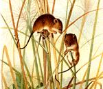 Rat des moissons. Dessin.