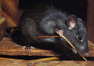 Rat noir.