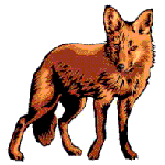 Renard roux. Dessin.