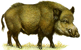 Sanglier. Dessin d'identification.