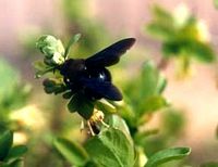Abeille charpentière. Cliquer pour agrandir l'image.