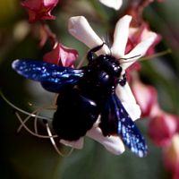 Abeille charpentière. Chamalières. Cliquer pour agrandir l'image.
