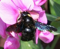 Abeille charpentière. Cliquer pour agrandir l'image.