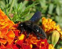 Abeille charpentière. Cliquer pour agrandir l'image.