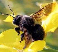 Abeille charpentière. Cliquer pour agrandir l'image.
