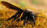 Abeille charpentière. Mâle. Cliquer pour agrandir l'image.