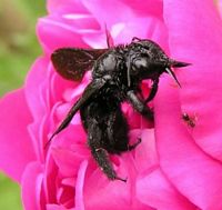 Abeille charpentière. Femelle. Cliquer pour agrandir l'image.