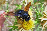 Abeille charpentière. Cliquer pour agrandir l'image.