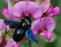 Abeille charpentière. Sur pois de senteur, Côtes de Clermont. Cliquer pour agrandir l'image.
