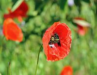 Abeille charpentière sur coquelicot. Cliquer pour agrandir l'image.