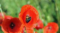 Abeille charpentière sur coquelicot. Cliquer pour agrandir l'image.