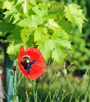 Abeille charpentière sur coquelicot. Cliquer pour agrandir l'image.