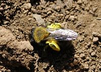 Abeille des sables. Allagnat. Cliquer pour agrandir l'image.