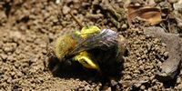 Abeille des sables. Allagnat. Cliquer pour agrandir l'image.
