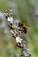 Abeille domestique. Sur lavande. Cliquer pour agrandir l'image.