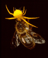 Abeille domestique. Cliquer pour agrandir l'image.