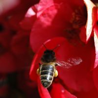 Abeille domestique. Sur pommier japonais, Chamalières. Cliquer pour agrandir l'image.