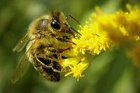 Abeille domestique. Cliquer pour agrandir l'image.