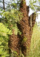Abeille domestique. Cliquer pour agrandir l'image.
