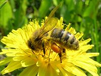 Abeille domestique. Cliquer pour agrandir l'image.