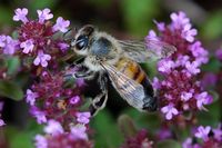 Abeille domestique. Côtes de Clermont. Cliquer pour agrandir l'image.
