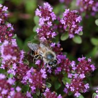 Abeille domestique. Côtes de Clermont. Cliquer pour agrandir l'image.