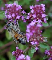 Abeille domestique. Côtes de Clermont. Cliquer pour agrandir l'image.