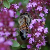 Abeille domestique. Côtes de Clermont. Cliquer pour agrandir l'image.