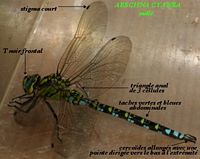 Aeschne bleue. Mâle. Cliquer pour agrandir l'image.