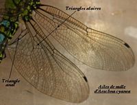 Aeschne bleue. Ailes du mâle. Cliquer pour agrandir l'image.