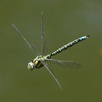 Aeschne bleue. Côtes de Clermont. Cliquer pour agrandir l'image.