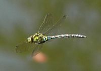 Aeschne bleue. Côtes de Clermont. Cliquer pour agrandir l'image.