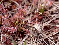 Agreste. Capturé par une drosera. Cliquer pour agrandir l'image.