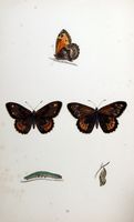 Agreste. Planche d'identification Morris. Cliquer pour agrandir l'image.