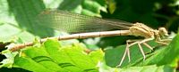 Agrion blanchâtre. Mâle. Cliquer pour agrandir l'image.