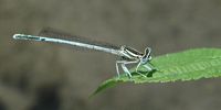 Agrion blanchâtre. Cliquer pour agrandir l'image.