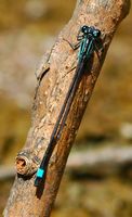 Agrion élégant. Côtes de Clermont. Cliquer pour agrandir l'image.