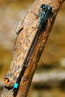 Agrion élégant. Côtes de Clermont. Cliquer pour agrandir l'image.