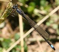 Agrion élégant. Cliquer pour agrandir l'image.