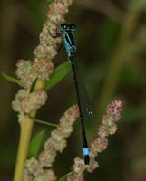 Agrion élégant. Mâle. Cliquer pour agrandir l'image.