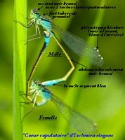 Agrion élégant. Accouplement. Cliquer pour agrandir l'image.