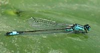 Agrion élégant. Cliquer pour agrandir l'image.