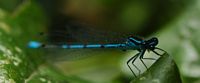 Agrion gracieux. Côtes de Clermont. Cliquer pour agrandir l'image.