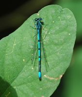 Agrion gracieux. Côtes de Clermont. Cliquer pour agrandir l'image.