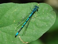 Agrion gracieux. Côtes de Clermont. Cliquer pour agrandir l'image.