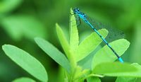 Agrion jouvencelle. Mâle, Côtes de Clermont. Cliquer pour agrandir l'image.