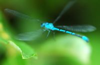 Agrion jouvencelle. Mâle, Côtes de Clermont. Cliquer pour agrandir l'image.